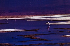 F2-14-Flamingos