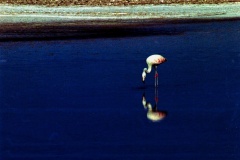 F2-17-Flamingo