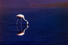 F2-18-Flamingo