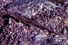 F2-19-Calango