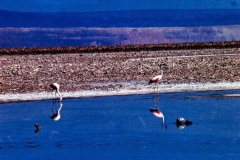 F2-24-Flamingos