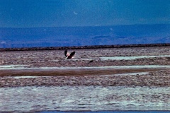 F2-25-Vôo-Flamingo
