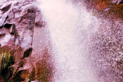 Roseira-1