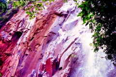 Roseira-Pedra