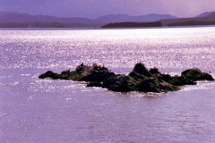 08-Repouso-Pássaros