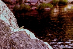 Lagarto