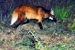 Lobo-Guará-1