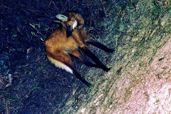 Lobo-Guará