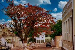 Árvores