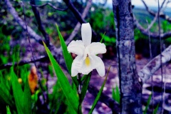 Orquídia2