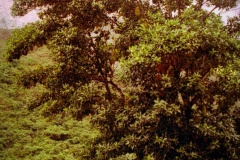 Sr-Maser-cópia
