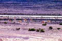 29-Colca-Lhamas