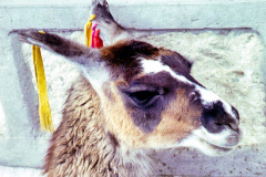 30-Colca-Lhama