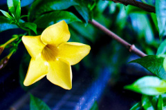 Flor-1