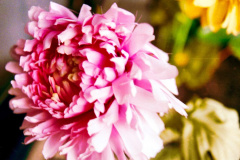 Flor-2