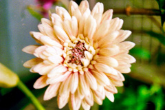 Flor-3