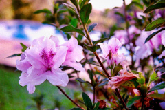 Flor-4