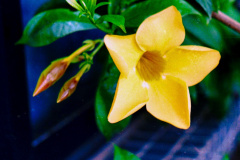 Flor