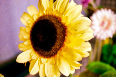 Girasol