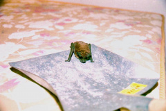 Morcego
