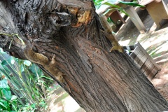Templos-Budistas-em-Cotia-038