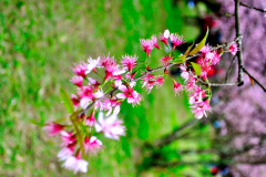 DSC0057