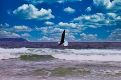 Gaivota-1