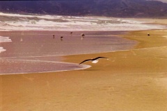 Gaivota-2