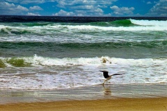 Gaivota