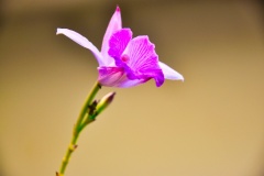 CSC_0188