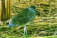 01-Pássaro
