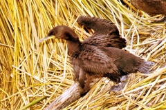 03-Pássaro