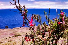 06-Taquile-Flores