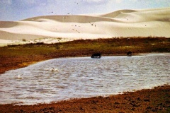 Pássaros