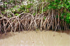 Raiz-do-Mangue