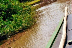 Rio-Mangue