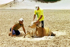 Vaca-Atolada-2