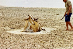 Vaca-Atolada