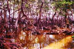 23-Mangue