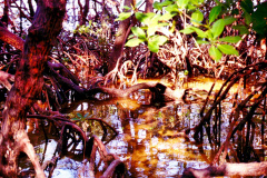 24-Mangue