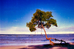 25-Arvore