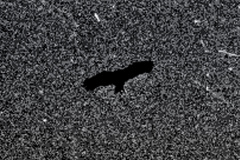 11-Sombra-Águia