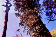 Cañi-Araucárias