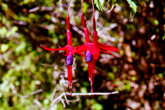 Cañi-Flor-1