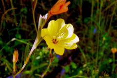 Cañi-Flor