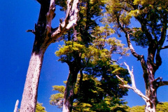 Cañi-Floresta-Temperada