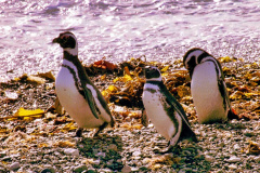 Pinguins-11