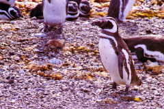 Pinguins-8