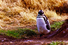 Pinguins