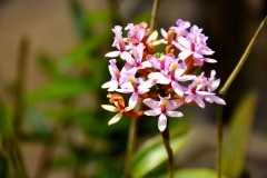 DSC0040_2